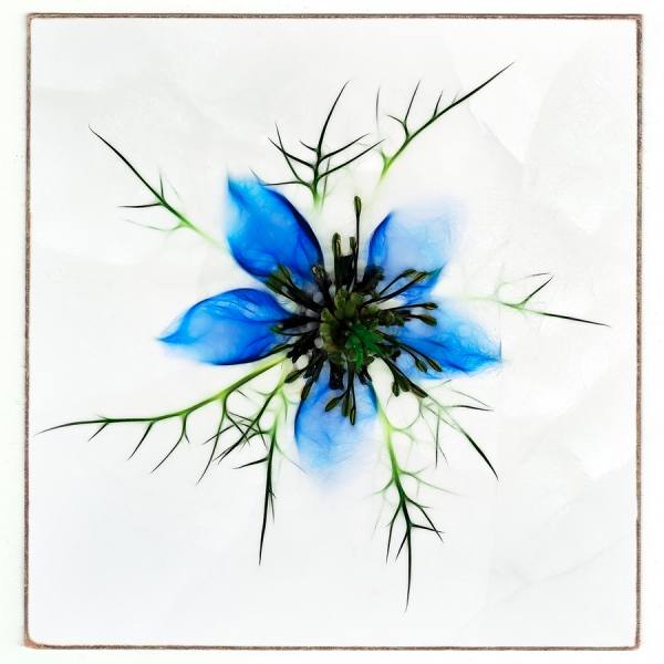 Photograph Michel Bochet Merand Nigella on One Eyeland